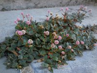 Persicaria capitata 5, Kogelduizendknoop, Saxifraga-Ed Stikvoort