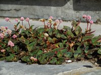 Persicaria capitata 8, Kogelduizendknoop, Saxifraga-Ed Stikvoort