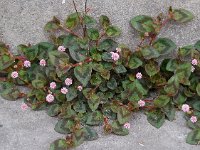 Persicaria capitata 9, Kogelduizendknoop, Saxifraga-Ed Stikvoort