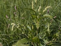 Persicaria lapathifolia 13, Beklierde duizendknoop, Saxifraga-Willem van Kruijsbergen