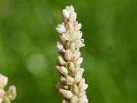 Persicaria lapathifolia 14, Beklierde duizendknoop, Saxifraga-Sonja Bouwman