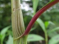 Persicaria lapathifolia 2, Beklierde duizendknoop, Saxifraga-Rutger Barendse