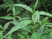 Persicaria lapathifolia 3, Beklierde duizendknoop, Saxifraga-Rutger Barendse