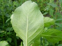 Persicaria lapathifolia ssp brittingeri 7, Saxifraga-Rutger Barendse