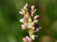 Persicaria maculosa 10, Perzikkruid, Saxifraga-Sonja Bouwman