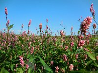 Persicaria maculosa 3, Perzikkruid, Saxifraga-Ed Stikvoort