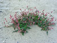 Persicaria maculosa 4, Perzikkruid, Saxifraga-Ed Stikvoort