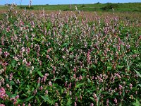 Persicaria maculosa 5, Perzikkruid, Saxifraga-Ed Stikvoort