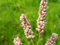 Persicaria maculosa 6, Perzikkruid, Saxifraga-Rutger Barendse