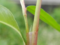 Persicaria mitis 10, Zachte duizendknoop, Saxifraga-Rutger Barendse