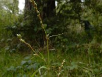 Persicaria mitis 15, Zachte duizendknoop, Saxifraga-Ed Stikvoort