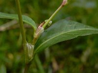 Persicaria mitis 16, Zachte duizendknoop, Saxifraga-Ed Stikvoort