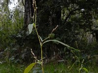 Persicaria mitis 17, Zachte duizendknoop, Saxifraga-Ed Stikvoort