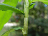 Persicaria mitis 2, Zachte duizendknoop, Saxifraga-Rutger Barendse