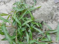 Persicaria mitis 4, Zachte duizendknoop, Saxifraga-Rutger Barendse