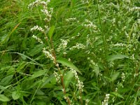 Persicaria mitis 9, Zachte duizendknoop, Saxifraga-Rutger Barendse