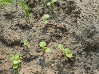 Persicaria nepalensis 2, Saxifraga-Rutger Barendse