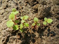 Persicaria nepalensis 3, Saxifraga-Rutger Barendse