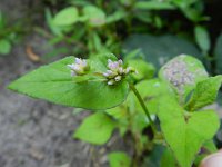 Persicaria nepalensis 4, Saxifraga-Rutger Barendse