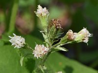 Petasites albus 24, Wit hoefblad, Saxifraga-Sonja Bouwman  922. Wit hoefblad - Petasites albus - Asteraceae familie (zw)