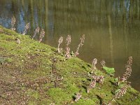 Petasites hybridus 16, Groot hoefblad, Saxifraga-Marijke Verhagen