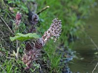 Petasites hybridus #46663 : Petasites hybridus, Groot hoefblad