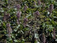 Petasites hybridus 2, Groot hoefblad, Saxifraga-Jan van der Straaten