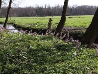 Petasites hybridus 20, Groot hoefblad, Saxifraga-Peter Meininger