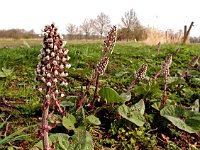 Petasites hybridus 24, Groot hoefblad, Saxifraga-Hans Dekker