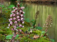 Petasites hybridus 28, Groot hoefblad, Saxifraga-Ed Stikvoort