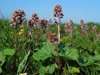 Petasites hybridus 29, Groot hoefblad, Saxifraga-Ed Stikvoort