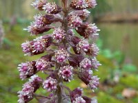 Petasites hybridus 31, Groot hoefblad, Saxifraga-Ed Stikvoort