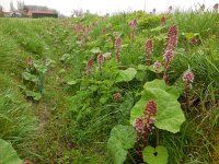 Petasites hybridus 32, Groot hoefblad, Saxifraga-Ed Stikvoort