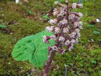 Petasites hybridus 33, Groot hoefblad, Saxifraga-Ed Stikvoort