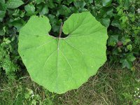 Petasites hybridus 35, Groot hoefblad, Saxifraga-Rutger Barendse