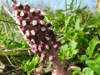 Petasites hybridus 38, Groot hoefblad, Saxifraga-Rutger Barendse