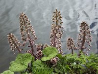 Groot hoefblad  Flowers of Butterbur (Petasites hybridus) : Butterbur, close up, closeup close up macro, color colour, flora, floral, flower, flowers, horizontal, macro, nature natural, Petasites hybridus, plant, spring, water