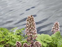 Butterbur  Petasites hybridus along a ditch : Butterbur, flora, floral, flower, flowers, Petasites hybridus, plant, spring, water, natural, nature, springtime