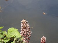 Butterbur (Petasites hybridus) flowering along ditch  Butterbur (Petasites hybridus) flowering along ditch : ditch, mirroring, water, butterbur,Petasites hybridus,bog rhubarb, Devil's hat, Pestilence wort, flower, vascular plant, flora, floral, spring, springtime,plant