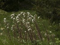 Petasites hybridus 5, Groot hoefblad, Saxifraga-Jan van der Straaten