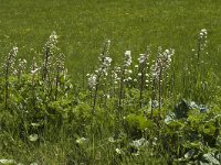 Petasites hybridus 6, Groot hoefblad, Saxifraga-Marijke Verhagen