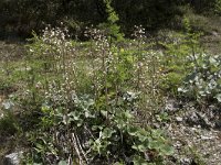 Petasites paradoxus 10, Saxifraga-Willem van Kruijsbergen