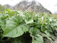 Petasites paradoxus 11, Saxifraga-Simone van Velzen