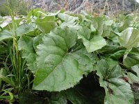 Petasites paradoxus 12, Saxifraga-Simone van Velzen