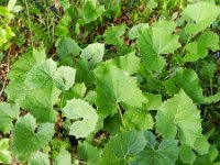 Petasites paradoxus 13, Saxifraga-Rutger Barendse