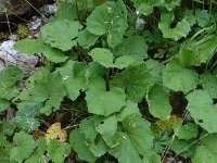 Petasites paradoxus 15, Saxifraga-Sonja Bouwman  Petasites paradoxus; Croda Rossa (Moos, I)