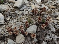 Petasites paradoxus 2, Saxifraga-Willem van Kruijsbergen