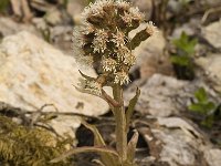 Petasites paradoxus 5, Saxifraga-Jan van der Straaten