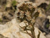 Petasites paradoxus 7, Saxifraga-Jan van der Straaten