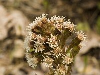 Petasites paradoxus 8, Saxifraga-Jan van der Straaten